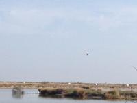 Doñana Naturpark (13)