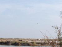 Doñana Naturpark (14)