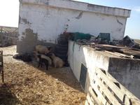 Doñana Naturpark (15)