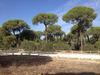 Doñana Naturpark (25)