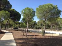 Doñana Naturpark (26)