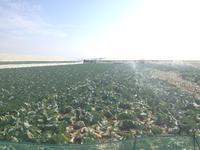 Doñana Naturpark (39)