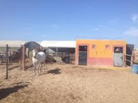 Doñana Naturpark (40)