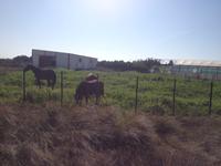 Via Verde Costa Ballena (3)