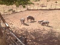 Sierra de Grazalema (24)