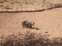 Sierra de Grazalema (25)