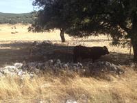 Sierra de Grazalema (33)