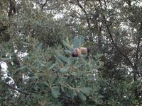 Serrania de Ronda (5)