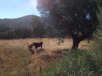 Via Verde de la Sierra (38)