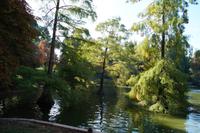 07-10-2016 Madrid, Chinazypressen im Parque de Buen Retiro