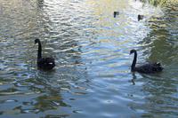 07-10-2016 Madrid, Parque de Buen Retiro - Paar schwarzer Schwäne 