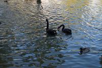 07-10-2016 Madrid, Parque de Buen Retiro - Wasservögel