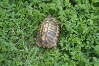 ...Schildkröte quert unseren >Wanderweg