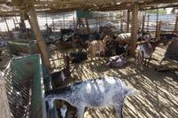 Salken und Sylke Hey