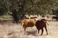 Salken und Sylke Hey