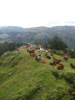 Wanderreise Nord-Spanien – Jakobsweg und Atlantik 9 Tage Wanderreise in Nordspanien mit San Sebastian – Picos de Europa – Jakobsweg – Santiago de Compostela – Port (2714)