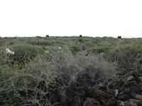 das Grüne Lanzarote