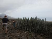 der endemische Kaktus