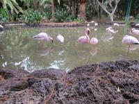 Pelikane im Oasis- Park