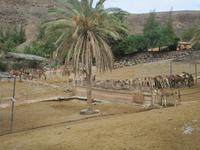 die Kamele im Oasis Park