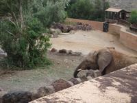 der Afrikanische Elefant