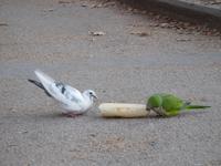 auf dem Plaza de Espana in Madrid