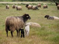 Wanderung auf den Hochweiden von El Hierro