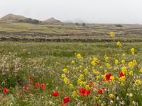 Wanderung auf den Hochweiden von El Hierro