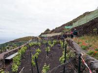 Weinanbau auf El Hierro