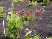 Weinanbau auf El Hierro
