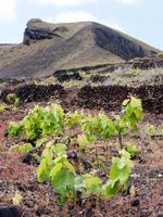 Weinanbau auf El Hierro