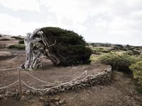 schiefe Wacholderbäume Sabina de El Hierro
