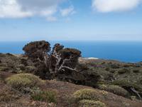 schiefe Wacholderbäume Sabina de El Hierro
