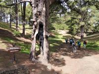 Wanderung durch Kiefernwald