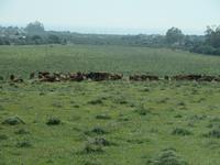 Conil de la Frontera (1)