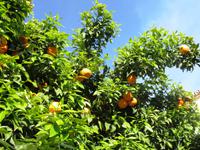 Wir lernen den Unterschied zwischen den Orangen