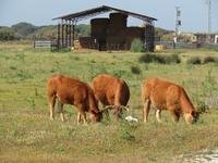 Herde mit 4 Lebewesen 