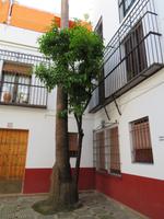 Palme küsst Orangenbaum