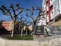 Ineinander verschlungene Platanen in Burgos