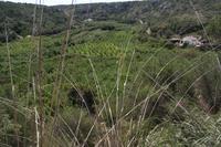 Obstplantage bei es Prost