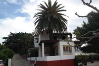 hier wächst die Palme durch die Terrasse