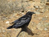 Vega del Rio Palma (10)