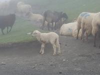 Single-Wanderreise in Nordspanien mit San Sebastian – Picos de Europa – Jakobsweg – Santiago de Compostela – Atlantikküste – Porto (276)