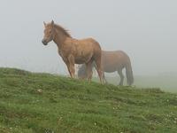 Single-Wanderreise in Nordspanien mit San Sebastian – Picos de Europa – Jakobsweg – Santiago de Compostela – Atlantikküste – Porto (277)