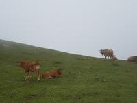 Single-Wanderreise in Nordspanien mit San Sebastian – Picos de Europa – Jakobsweg – Santiago de Compostela – Atlantikküste – Porto (280)