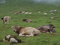 Single-Wanderreise in Nordspanien mit San Sebastian – Picos de Europa – Jakobsweg – Santiago de Compostela – Atlantikküste – Porto (285)