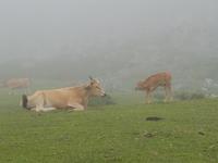 Single-Wanderreise in Nordspanien mit San Sebastian – Picos de Europa – Jakobsweg – Santiago de Compostela – Atlantikküste – Porto (313)