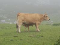 Single-Wanderreise in Nordspanien mit San Sebastian – Picos de Europa – Jakobsweg – Santiago de Compostela – Atlantikküste – Porto (314)