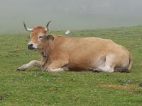 Single-Wanderreise in Nordspanien mit San Sebastian – Picos de Europa – Jakobsweg – Santiago de Compostela – Atlantikküste – Porto (344)