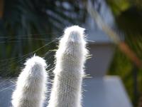 Santa Cruz Teneriffa 4